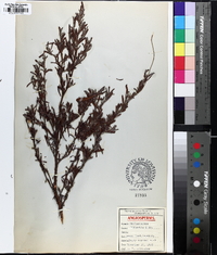 Hibbertia acuminata image