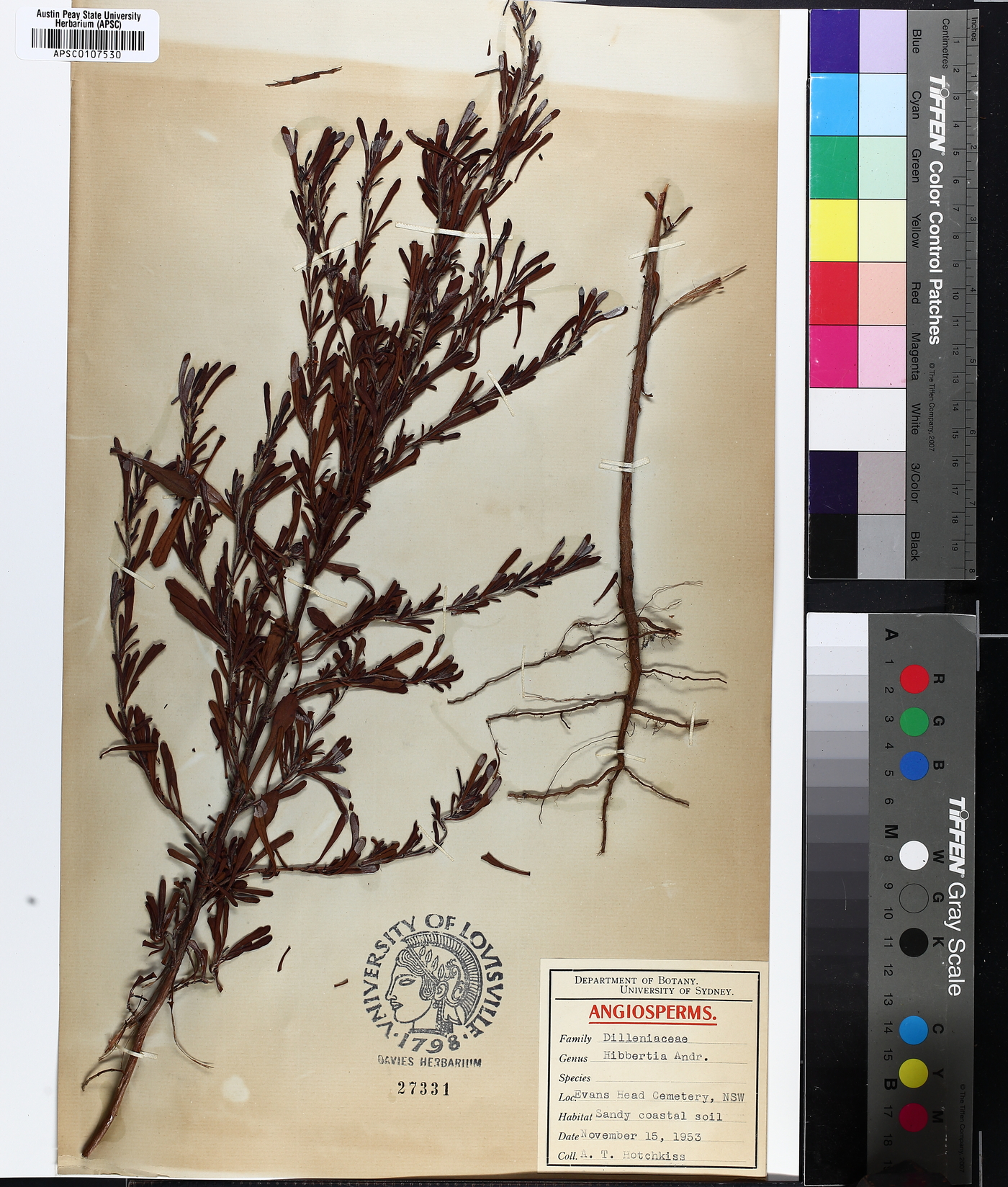 Hibbertia acuminata image