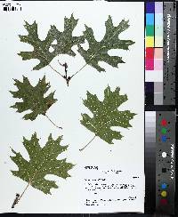 Quercus shumardii image