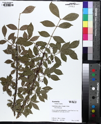 Euonymus alatus image