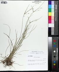 Juncus anthelatus image