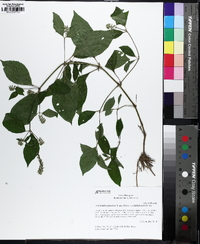 Achyranthes japonica image