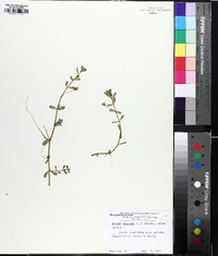 Bacopa monnieri image