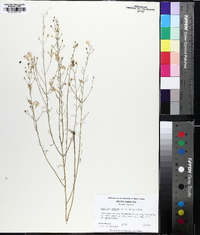 Agalinis obtusifolia image