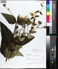 Silphium asteriscus image