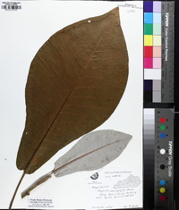 Magnolia macrophylla image