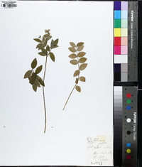 Polemonium reptans image