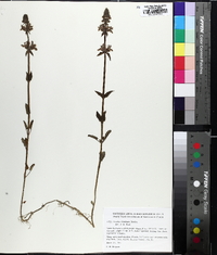 Stachys floridana image