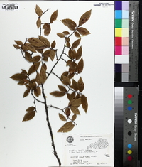 Ulmus alata image