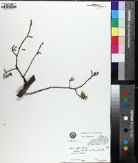 Ulmus alata image