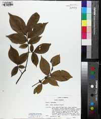 Ulmus serotina image