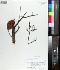 Ulmus serotina image