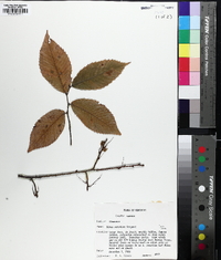 Ulmus serotina image