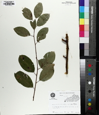 Berchemia scandens image