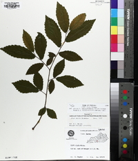 Ulmus alata image