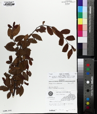 Ulmus alata image