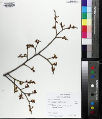 Ulmus alata image