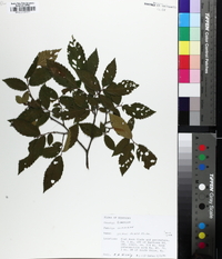 Ulmus alata image