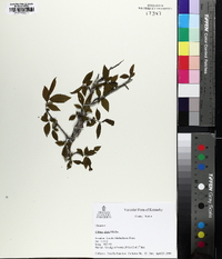 Ulmus alata image