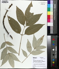 Fraxinus biltmoreana image