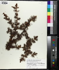 Larix laricina image