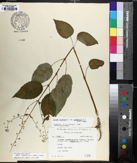 Circaea canadensis image