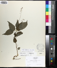 Circaea canadensis image