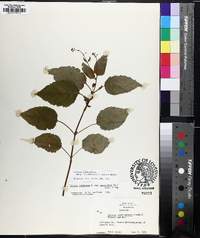 Circaea canadensis image