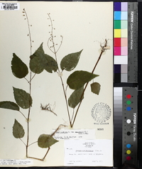 Circaea canadensis image