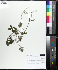 Ranunculus septentrionalis image