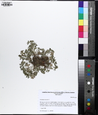 Geranium dissectum image