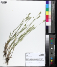 Hordeum pusillum image