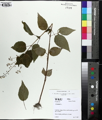 Circaea canadensis image