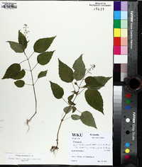 Circaea canadensis image