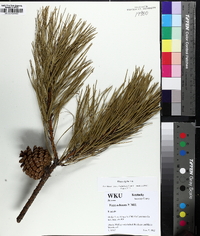 Pinus rigida image