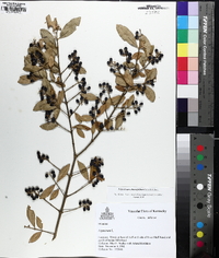 Ligustrum obtusifolium image