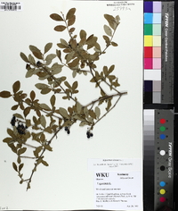 Ligustrum sinense image