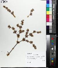 Eriogonum harperi image