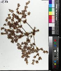 Eriogonum harperi image