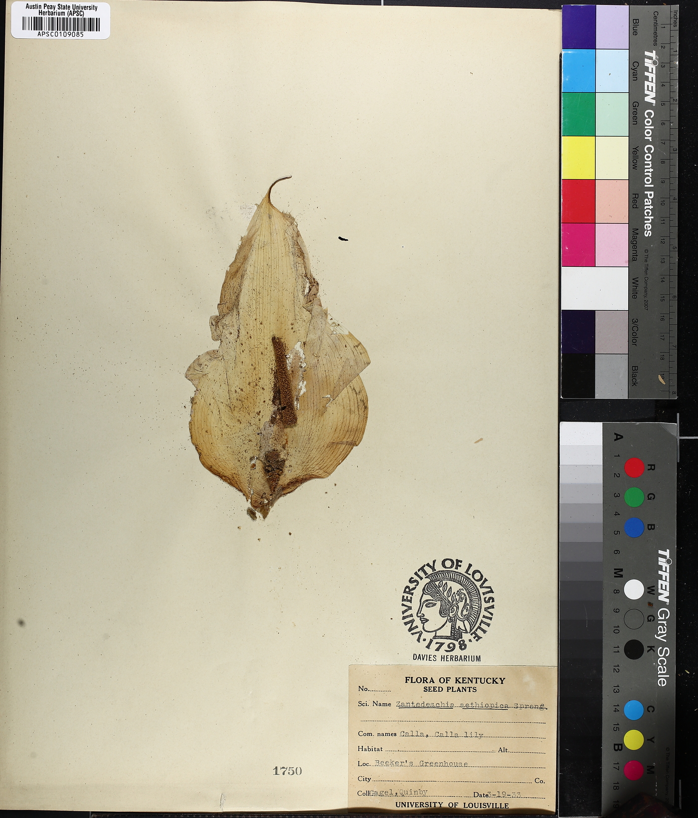 Zantedeschia aethiopica image