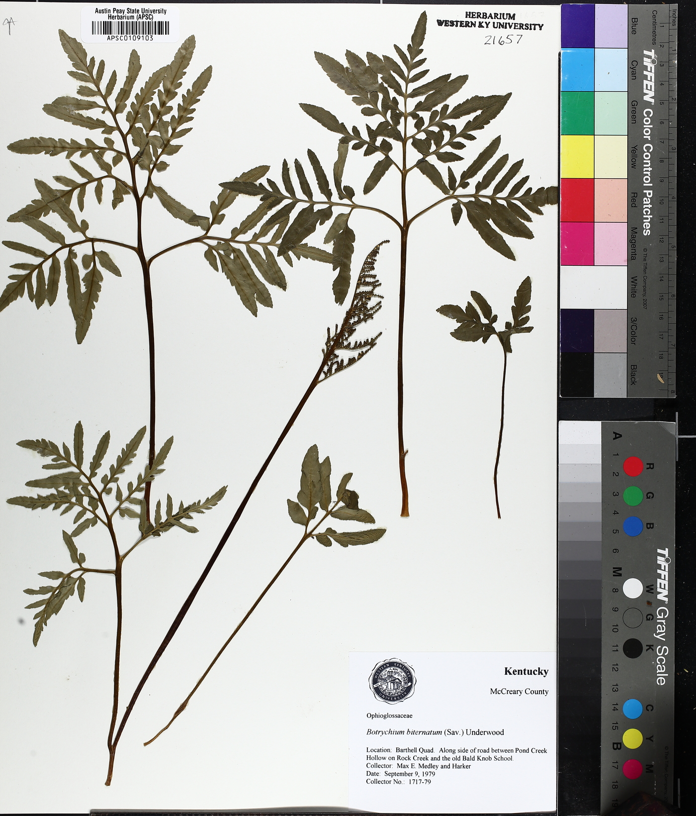 Sceptridium biternatum image