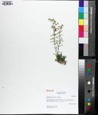 Polypremum procumbens image