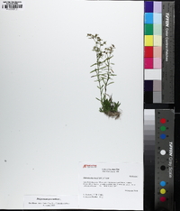 Polypremum procumbens image