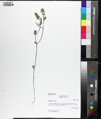 Polygala cruciata image