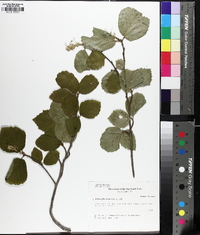 Fothergilla major image