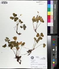 Oxalis montana image