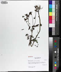 Bidens discoidea image