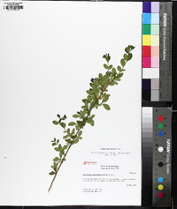 Ligustrum sinense image