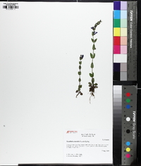 Scutellaria parvula var. parvula image