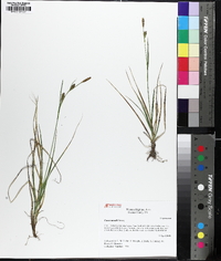 Carex meadii image